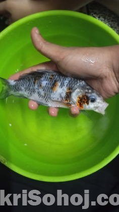 Fish for sale